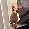 sphynx_cat, cat, pet, hairless_cat, bathroom, bathtub, shower_curtain, curious, animal, indoor, tile, pink_skin, wrinkles, ears, large_eyes, sitting, edge, looking, domestic_animal, closeup