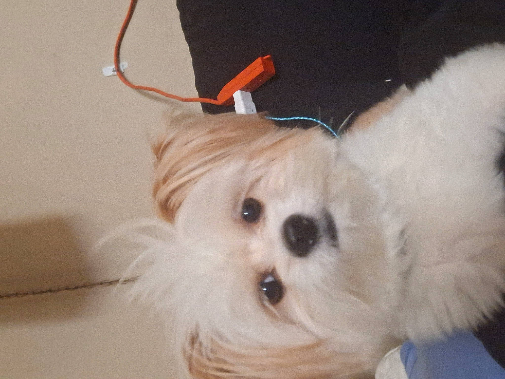 Basil is registered to the contest to win money with this photo: canidae, carnivore, companion_dog, corgi_chihuahua, dog, dog_breed, dog_supply, fashion_accessory, fawn, fur, maltepoo, non_sporting_group, small_terrier, snout, sporting_group, terrier, toy, toy_dog, whiskers, working_animal