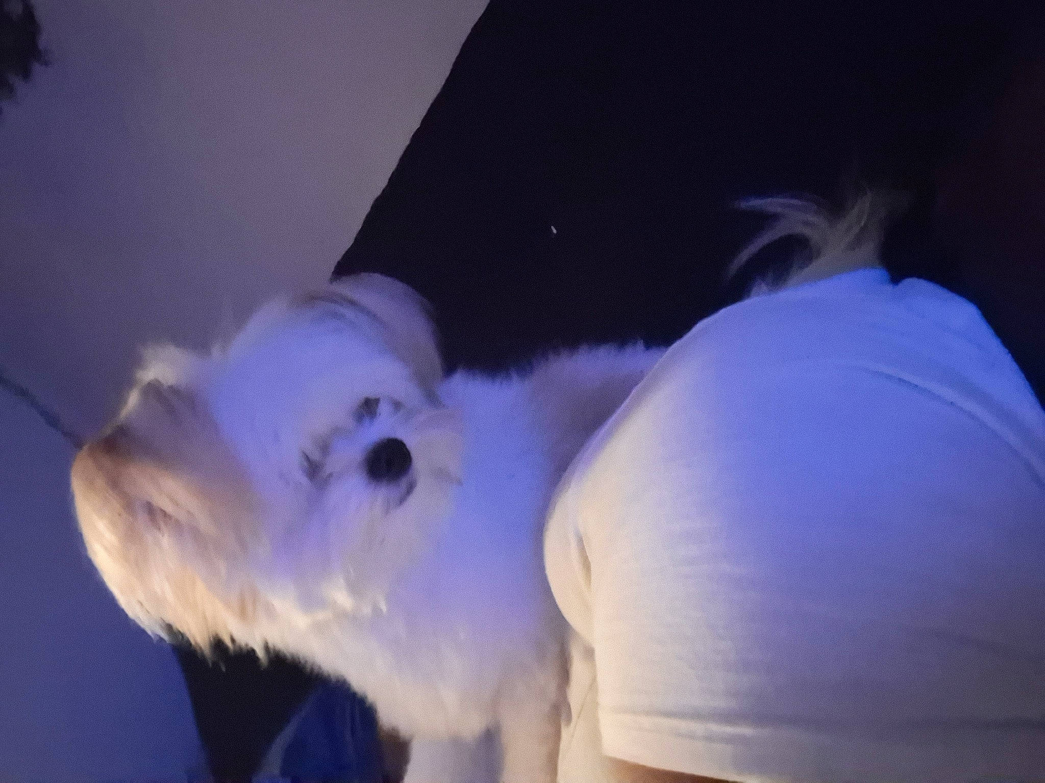 Basil is registered to the contest to win money with this photo: canidae, companion_dog, darkness, dog_breed, electric_blue, event, fun, fur, gesture, happy, hat, plant, sky, sporting_group, sunglasses, tree, winter