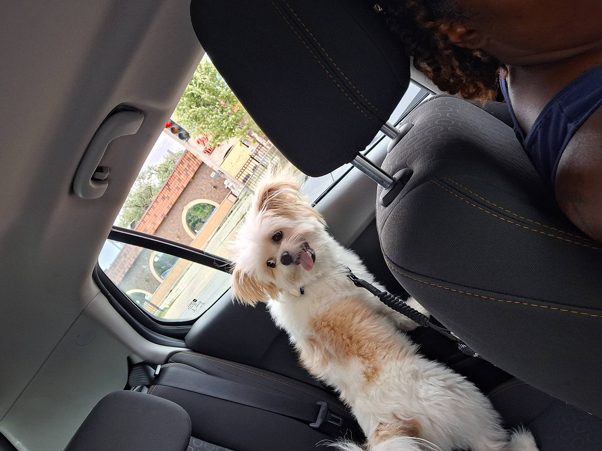 Basil joined the competition — help win amazing prizes! auto_part, automotive_design, automotive_exterior, automotive_mirror, car, car_seat, car_seat_cover, carnivore, companion_dog, dog, head_restraint, hood, motor_vehicle, personal_luxury_car, seat_belt, steering_wheel, vehicle, vehicle_door, window, windscreen_wiper