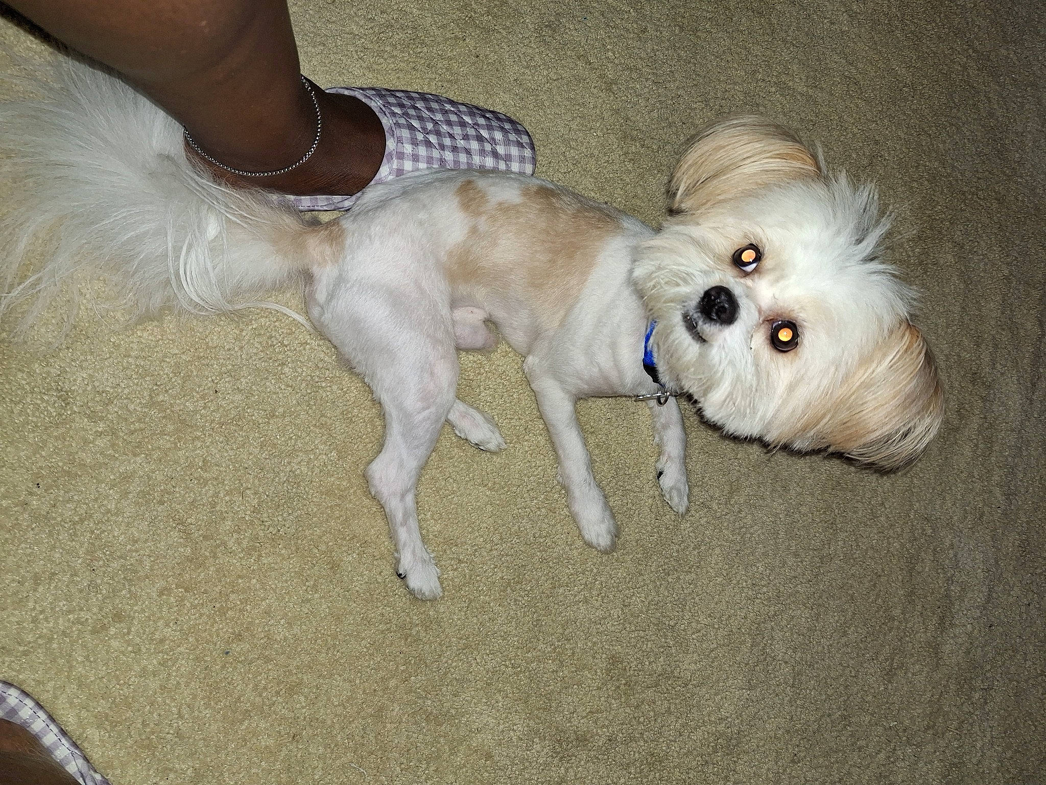 Basil is registered to the contest to win money with this photo: canidae, carnivore, companion_dog, dog, dog_breed, dog_clothes, dog_collar, dog_supply, fawn, flooring, fur, paw, pet_supply, puppy, snout, sporting_group, tail, toy_dog, watch, working_animal