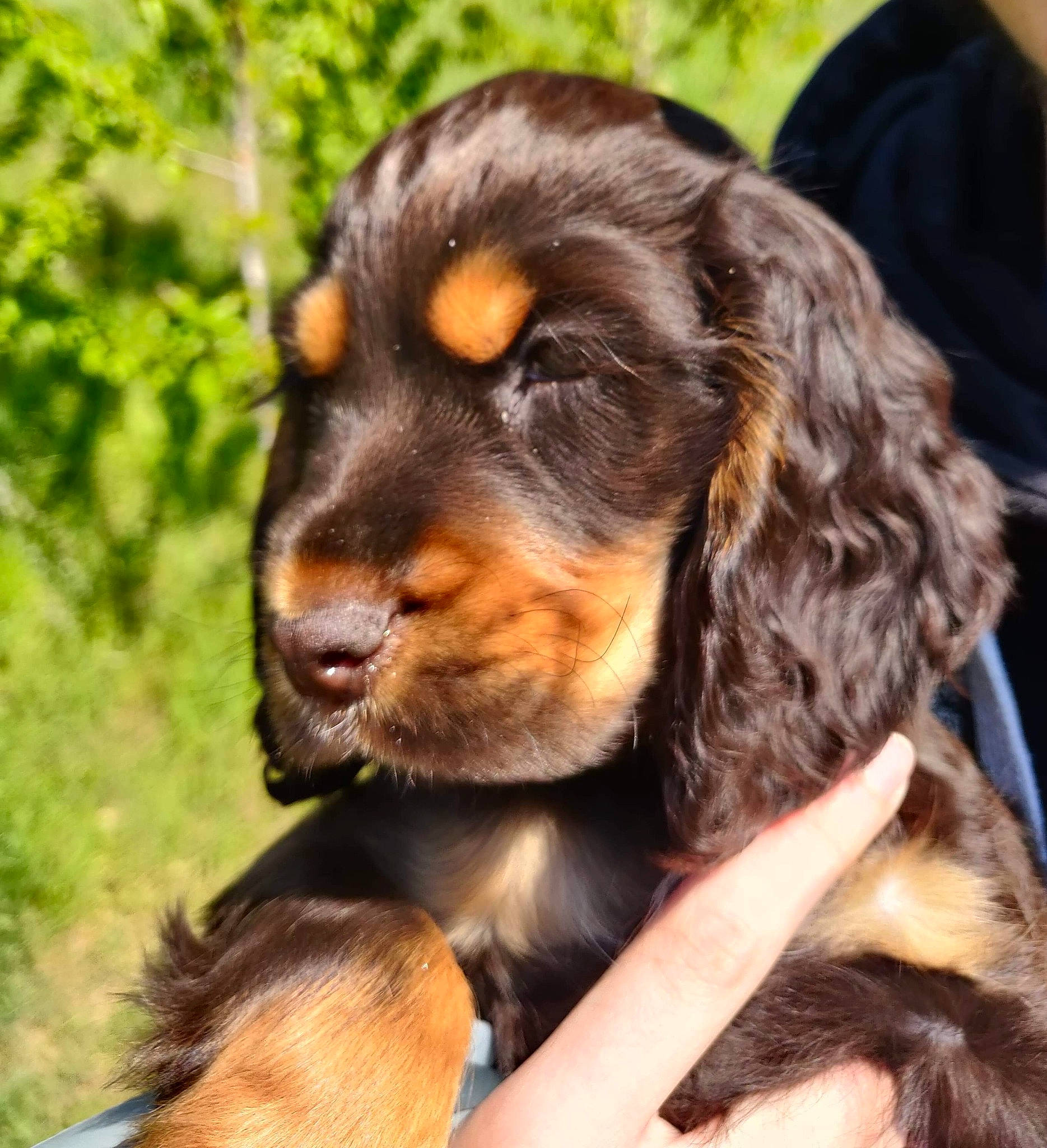 Malo a rejoint le concours — aidez-le/la à gagner de superbes lots ! canidae, carnivore, companion_dog, dog, dog_breed, ear, fur, hunting_dog, king_charles_spaniel, liver, spaniel, sporting_group, terrestrial_animal, whiskers, working_animal, working_dog