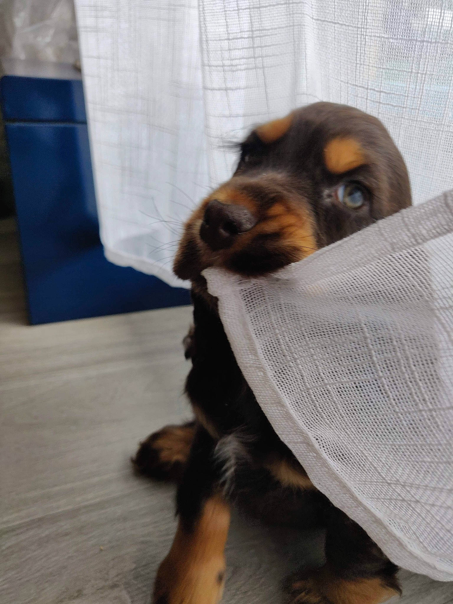 Malo participe au concours pour gagner de l'argent avec cette photo : animal_shelter, canidae, carnivore, comfort, companion_dog, dog, dog_breed, dog_supply, fawn, fur, hardwood, liver, pet_supply, snout, sporting_group, terrestrial_animal, toy_dog, whiskers, wood, working_animal