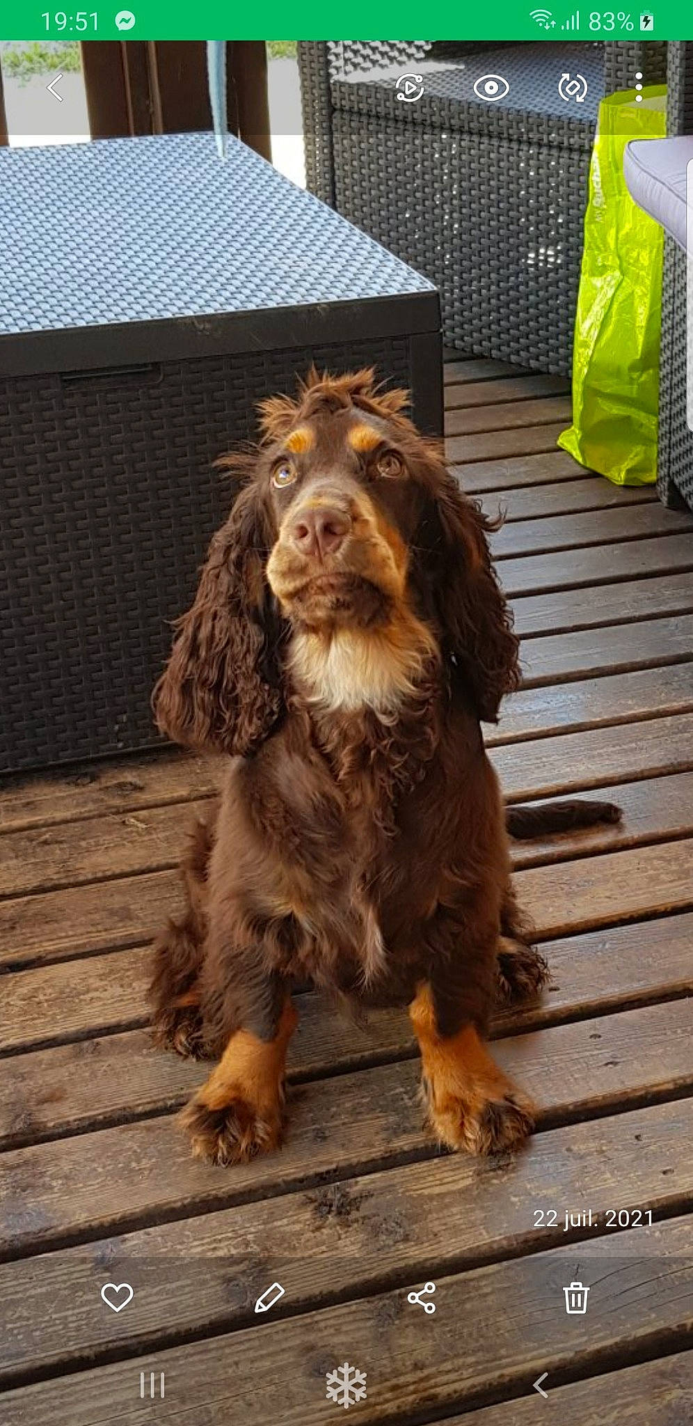Malo participe au concours pour gagner de l'argent avec cette photo : brown, canidae, carnivore, cocker_spaniel, companion_dog, dog, dog_breed, flooring, fur, gun_dog, hunting_dog, liver, snout, spaniel, sporting_group, terrestrial_animal, water_dog, wood, working_animal, working_dog