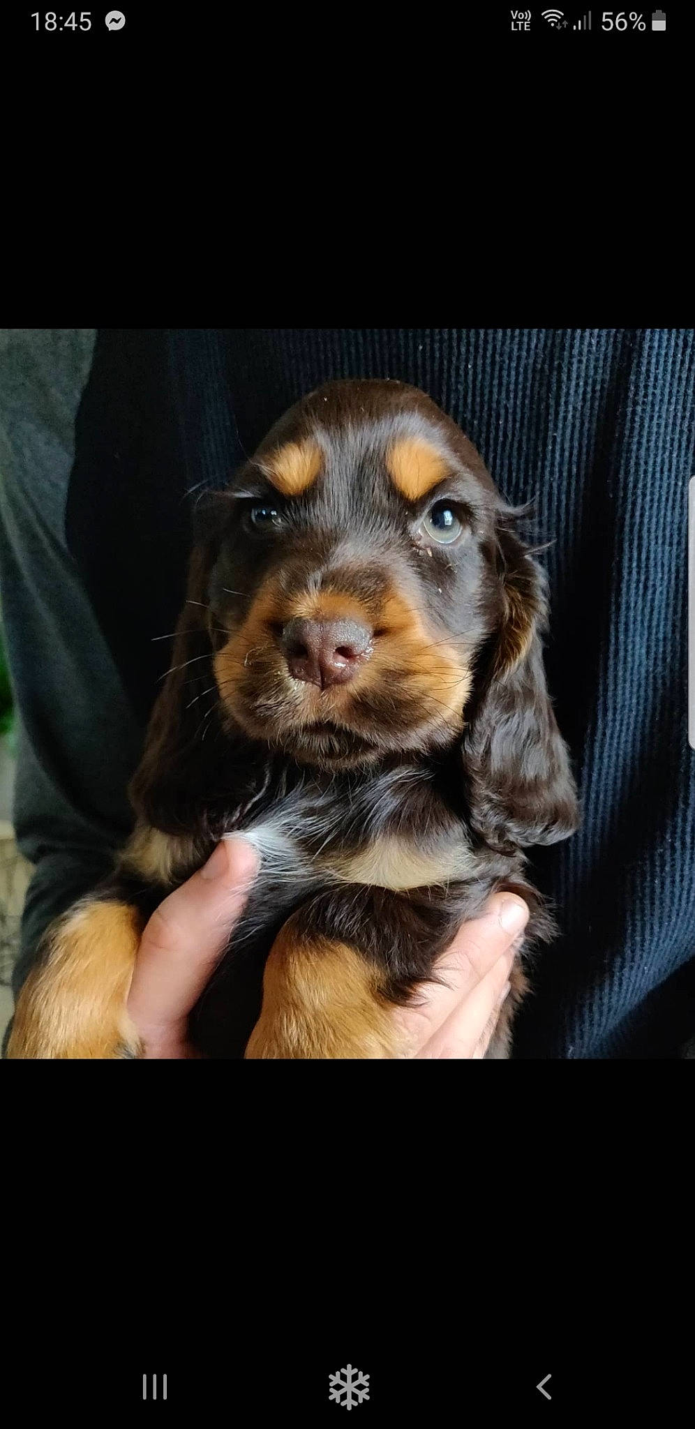 Malo a rejoint le concours — aidez-le/la à gagner de superbes lots ! canidae, carnivore, companion_dog, dog, dog_breed, fur, hunting_dog, liver, snout, spaniel, sporting_group, working_animal, working_dog