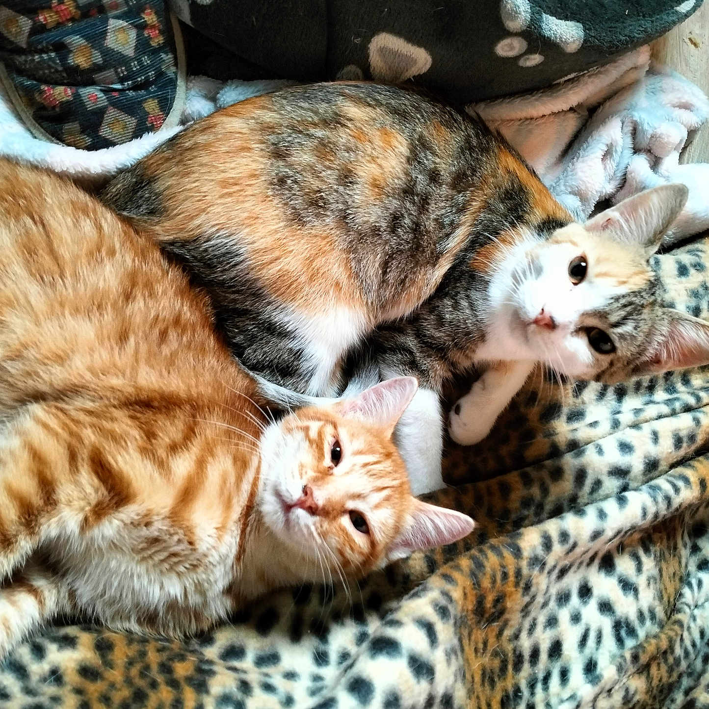 Roxi Et Opale participe au concours pour gagner de l'argent avec cette photo : abyssinian, animal, bed, blanket, cat, chair, clothing, couch, cushion, footwear, furniture, homedecor, kitten, manx, ocelot, person, pet, quilt, shoe, sleeping