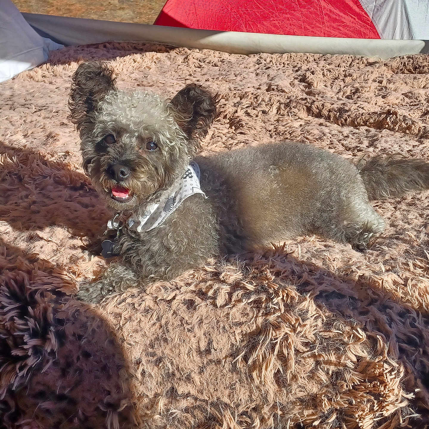 Berry Best Friend joined the competition — help win amazing prizes! animal, bandana, blanket, canine, comfortable, cozy, curly_fur, cute, dog, domestic, fur, happy, indoor, pet, portrait, relaxed, resting, smiling, sunlight, texture