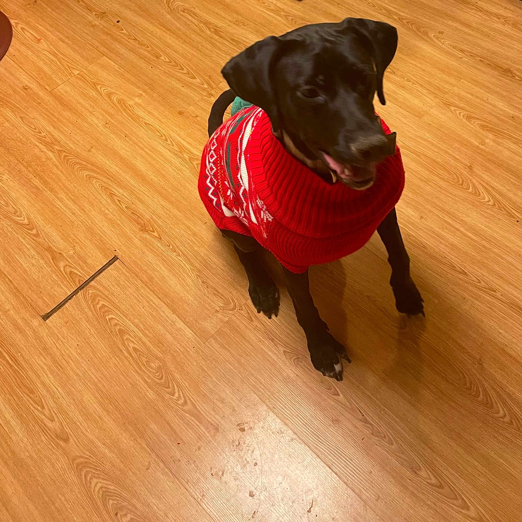 Oreo joined the competition — help win amazing prizes! animal, canine, cap, clothing, dog, hardwood, hat, hood, hound, indoors, interiordesign, knitwear, labradorretriever, leash, pet, pointer, puppy, stainedwood, sweater, wood