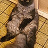 animal, black_fur, cat, cute, fluffy, front_facing, funny_pose, furry, gray_fur, home, indoor, kitten, long_hair, pet, portrait, relaxed, sitting, tile_floor, wooden_cabinet, yellow_eyes