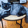 Bounty a rejoint le concours — aidez-le/la à gagner de superbes lots ! animal, cat, ears, fluffy, furniture, furry, gray_cat, green_eyes, home, indoors, long_hair, lounging, lying_down, persian_cat, pet, portrait, table, tail, whiskers, wooden_floor
