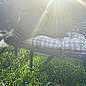 Dolly is registered to the contest to win money with this photo: cat, black_cat, white_paws, outdoor, sunlight, sunrays, chair, cushion, checkered_pattern, grass, metal_chair, pet, animal, relaxing, daylight, nature, whiskers, curious, feline, shadows