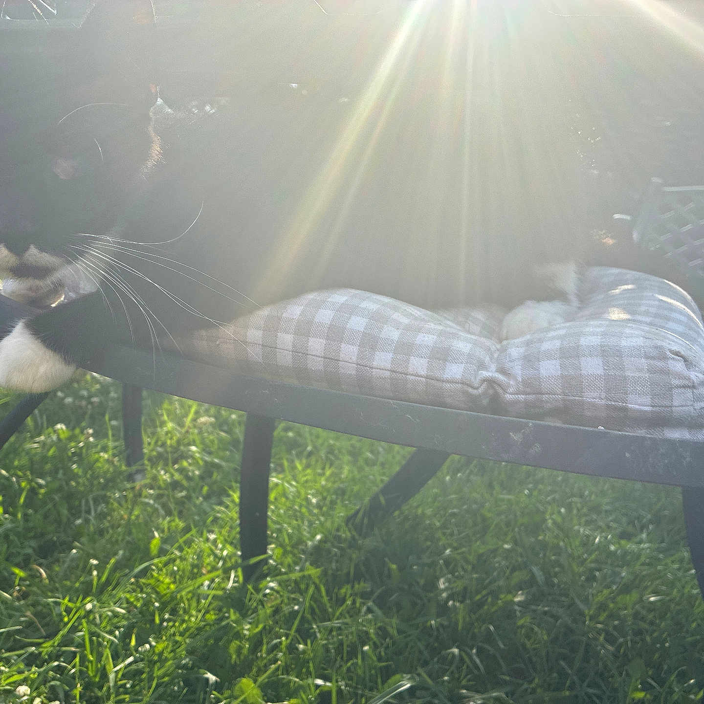 Dolly is registered to the contest to win money with this photo: cat, black_cat, white_paws, outdoor, sunlight, sunrays, chair, cushion, checkered_pattern, grass, metal_chair, pet, animal, relaxing, daylight, nature, whiskers, curious, feline, shadows