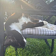Dolly is registered to the contest to win money with this photo: cat, black_and_white, outdoor, sunlight, chair, cushion, grass, relaxed, pet, feline, sunbeam, lattice, nature, animal, resting, whiskers, paw, daylight, garden, fluffy