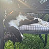 cat, black_and_white, outdoor, sunlight, chair, cushion, grass, relaxed, pet, feline, sunbeam, lattice, nature, animal, resting, whiskers, paw, daylight, garden, fluffy