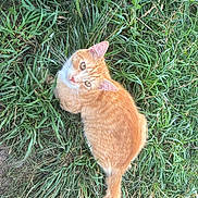 Puss In Boots is registered to the contest to win money with this photo: cat, ginger_cat, orange_cat, white_markings, grass, outdoor, animal, pet, fur, whiskers, tail, nature, greenery, curious, looking_up, cute, domestic_cat, mammal, eyes, ears
