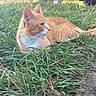 Puss In Boots joined the competition — help win amazing prizes! cat, ginger_cat, white_fur, grass, outdoor, nature, animal, pet, feline, relaxing, lying_down, side_view, greenery, sunlight, calm, curious, whiskers, close_up, daytime, peaceful