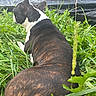 Little Man joined the competition — help win amazing prizes! dog, brindle, white, grass, outdoor, nature, pet, canine, animal, laying_down, greenery, fur, side_view, relaxed, summer, back, ear, field, resting, peaceful
