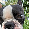 Little Man joined the competition — help win amazing prizes! dog, boston_terrier, close_up, face, nose, eye, ear, black_and_white, pet, outdoor, greenery, grass, sky, clouds, nature, animal, canine, portrait, curious, daylight