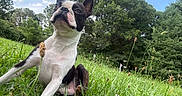 Little Man is registered to the contest to win money with this photo: dog, boston_terrier, grass, outdoor, nature, greenery, trees, sky, clouds, pet, animal, cute, canine, mammal, field, summer, relaxing, portrait, daylight, closeup