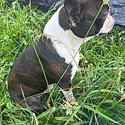 Little Man joined the competition — help win amazing prizes! dog, boston_terrier, brindle, white, grass, greenery, outdoor, pet, animal, side_view, sitting, leaf, plant, nature, canine, fur, ears, snout, small_dog, quiet