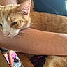 Alvin joined the competition — help win amazing prizes! animal, arm, cat, closeup, comfort, cute, domestic, fur, indoors, mammal, orange_cat, person, pet, relaxed, resting, sleepy, table, whiskers, white_cat, wood