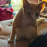 Alvin joined the competition — help win amazing prizes! animal, bed, blanket, cat, cozy, curious, domestic, fabric, feline, fur, indoor, orange_cat, pet, relaxed, resting, room, soft_light, two_cats, white_cat, window