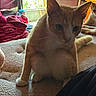 animal, bed, blanket, cat, cozy, curious, domestic, fabric, feline, fur, indoor, orange_cat, pet, relaxed, resting, room, soft_light, two_cats, white_cat, window