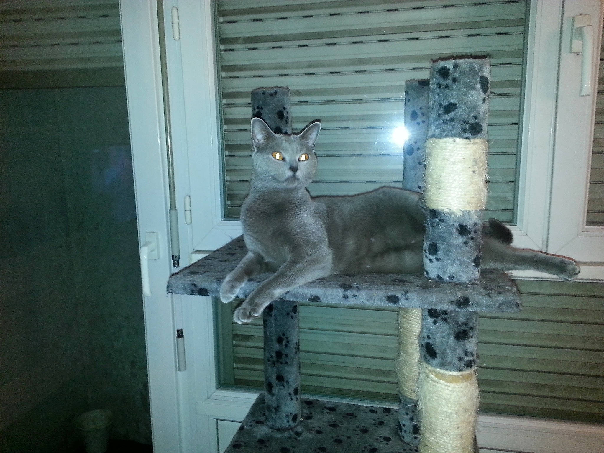 Jasmine participe au concours pour gagner de l'argent avec cette photo : carnivore, cat, domestic_short_haired_cat, european_shorthair, felidae, russian_blue, small_to_medium_sized_cats, tail, whiskers