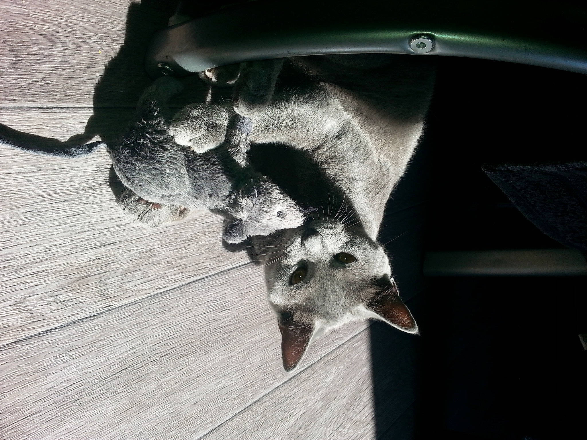 Jasmine participe au concours pour gagner de l'argent avec cette photo : bat, black_and_white, jaw, leg, organism, photography, snout