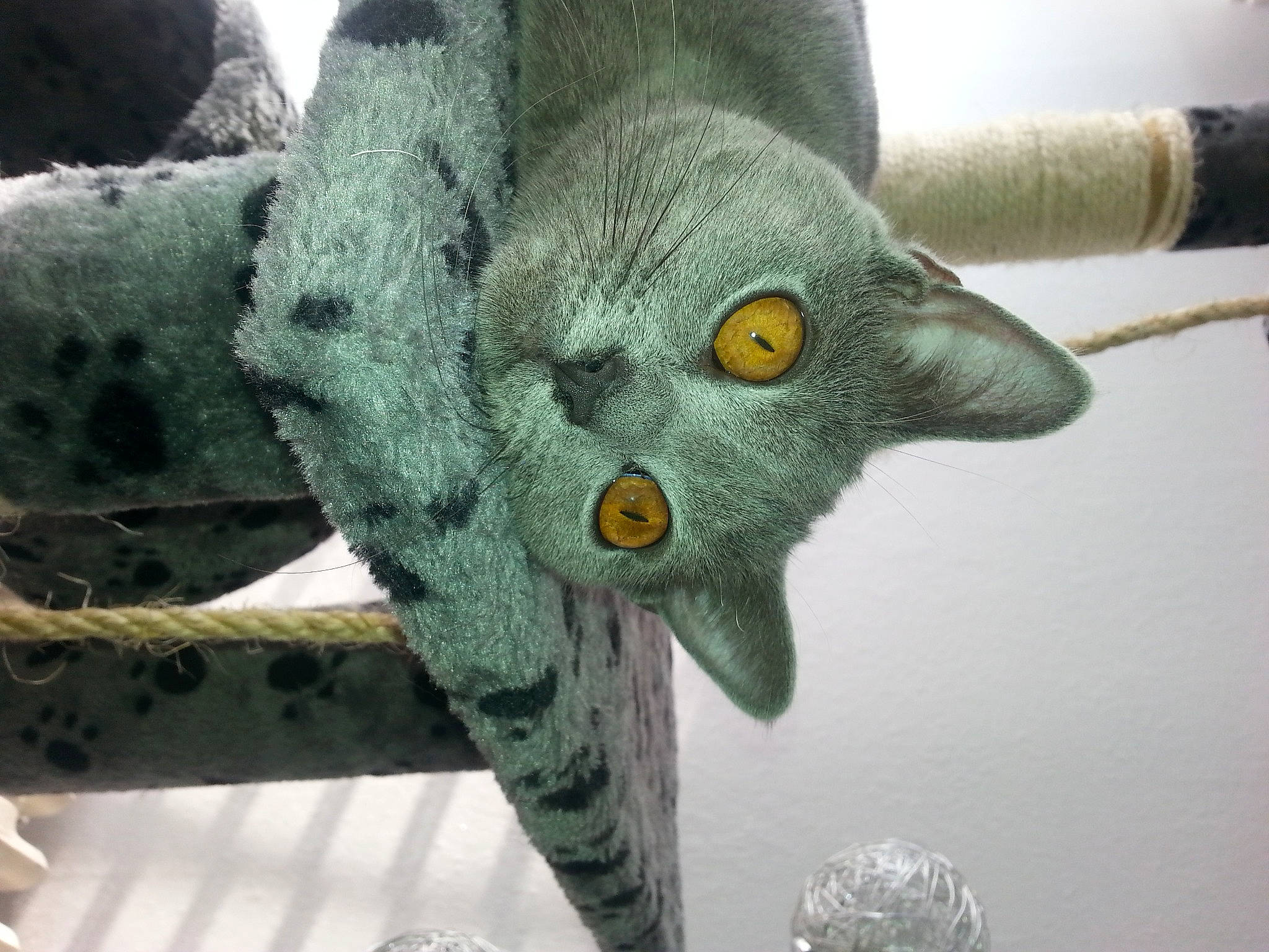 Jasmine a rejoint le concours — aidez-le/la à gagner de superbes lots ! cat, felidae, organism, russian_blue, snout