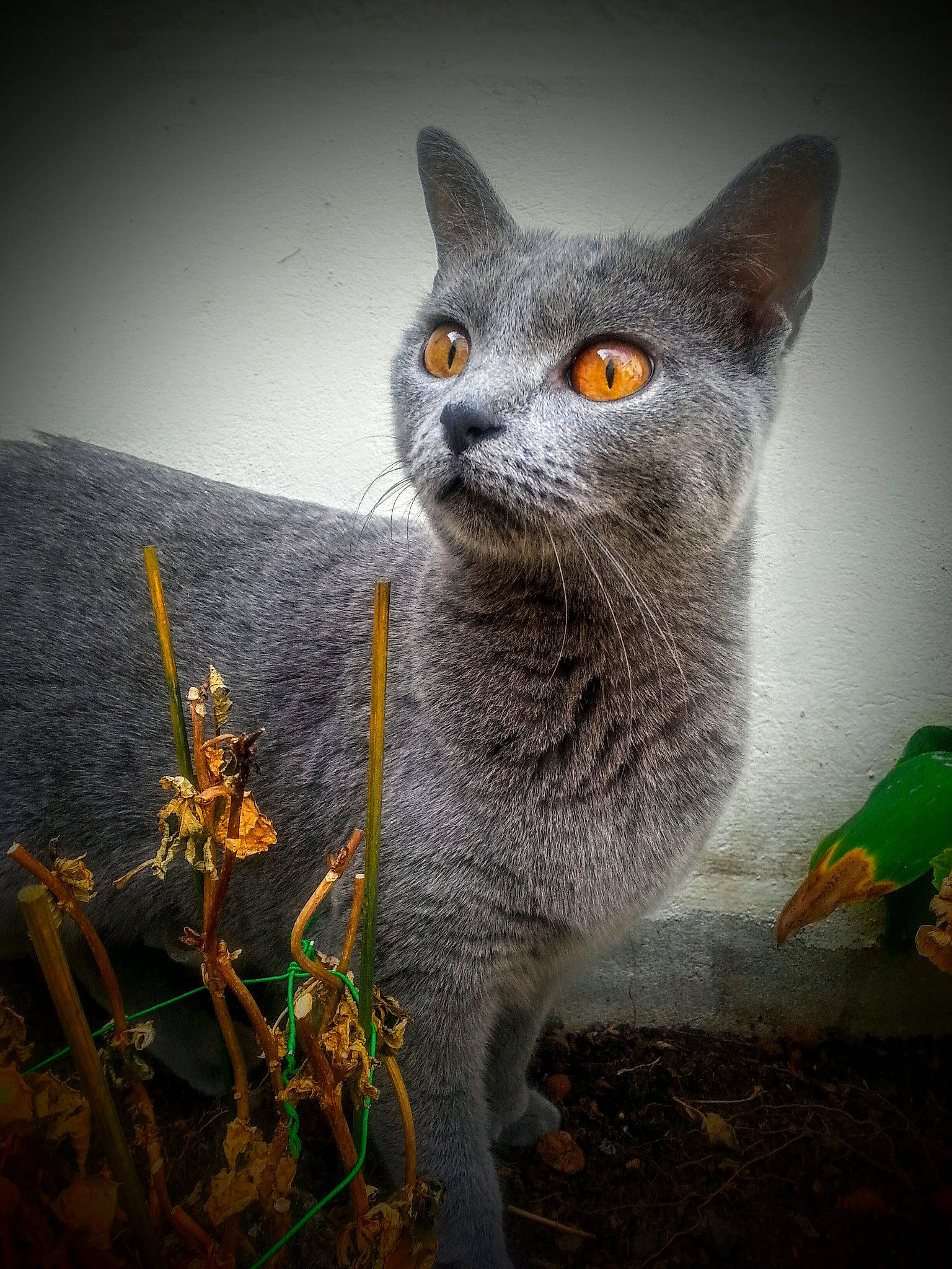 Jasmine a rejoint le concours — aidez-le/la à gagner de superbes lots ! asian, british_shorthair, carnivore, cat, chartreux, domestic_short_haired_cat, felidae, russian_blue, small_to_medium_sized_cats, whiskers
