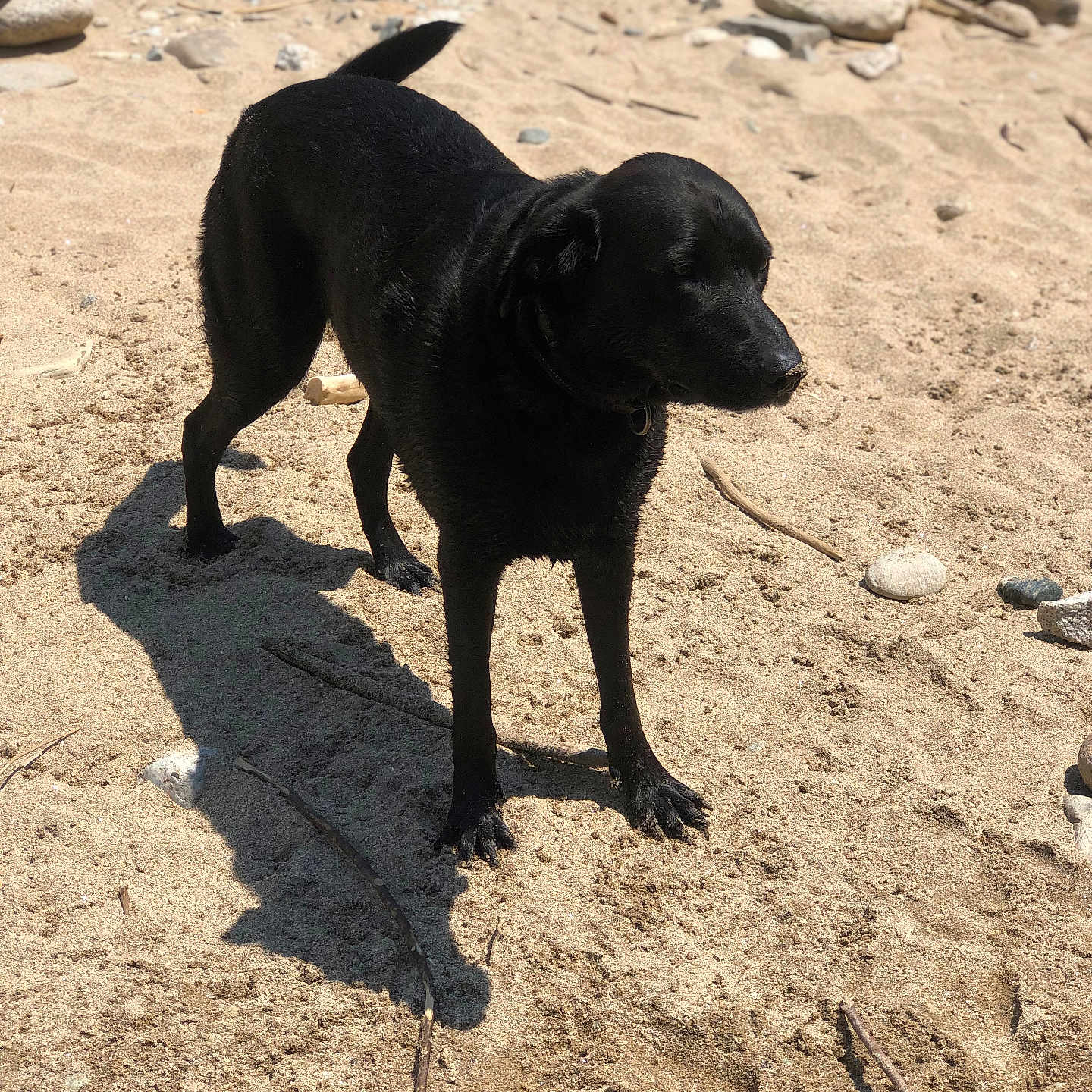 Duke is registered to the contest to win money with this photo: animal, beach, canine, chihuahua, coast, dog, hound, labradorretriever, nature, outdoors, pebble, pet, puppy, rock, sea, shoreline, silhouette, slate, soil, water