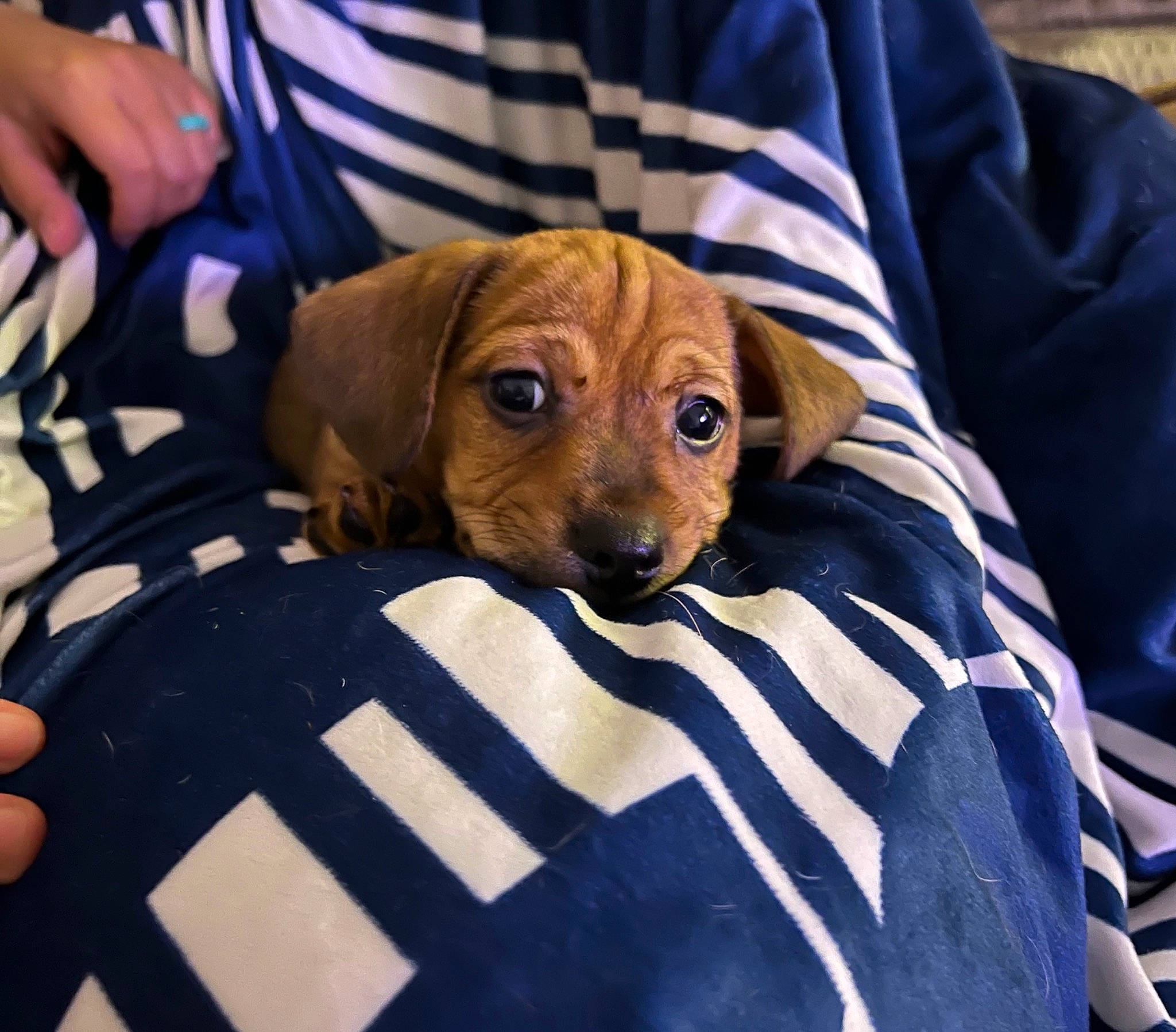 Kai joined the competition — help win amazing prizes! canidae, carnivore, comfort, companion_dog, dog, dog_breed, dog_supply, electric_blue, fawn, fur, hound, hunting_dog, linens, liver, pet_supply, puppy, snout, sporting_group, working_animal