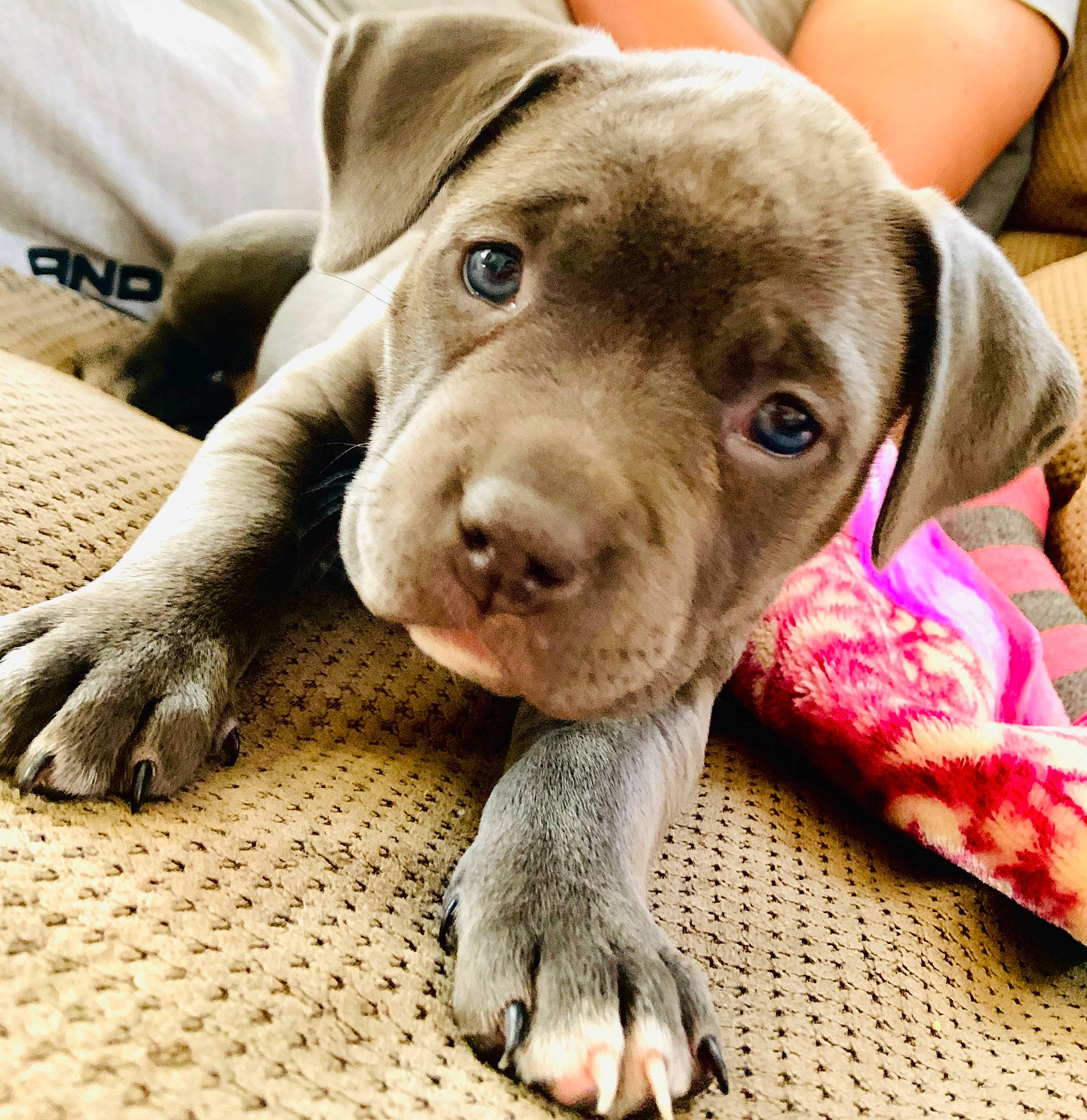 Ella joined the competition — help win amazing prizes! american_pit_bull_terrier, beagador, canidae, carnivore, dog, dog_breed, ear, fawn, great_dane, mammal, non_sporting_group, pit_bull, puppy, puppy_love, snout, sporting_group, vertebrate, weimaraner