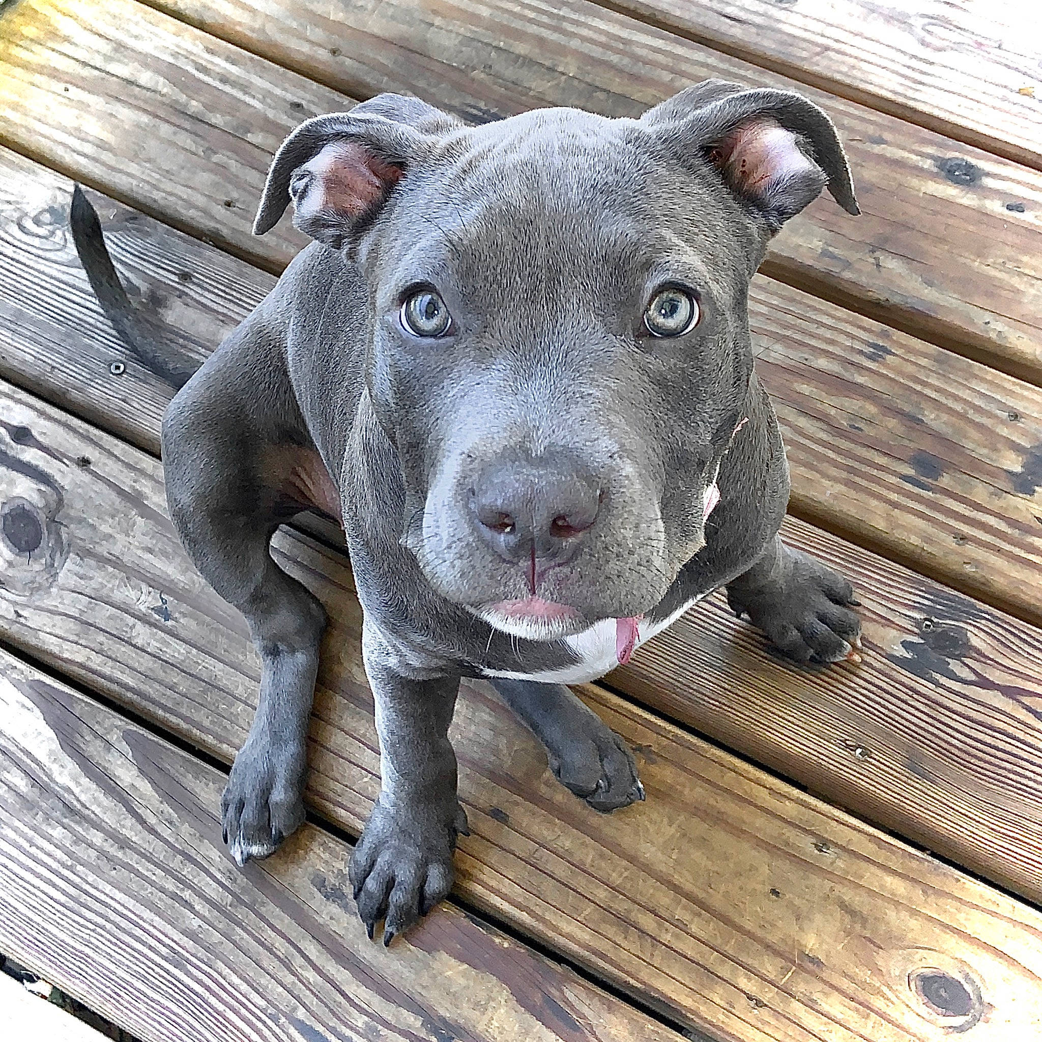 Ella joined the competition — help win amazing prizes! american_pit_bull_terrier, american_staffordshire_terrier, bull_and_terrier, canidae, carnivore, dog, dog_breed, fawn, mammal, non_sporting_group, nose, pit_bull, puppy, snout, staffordshire_bull_terrier, vertebrate