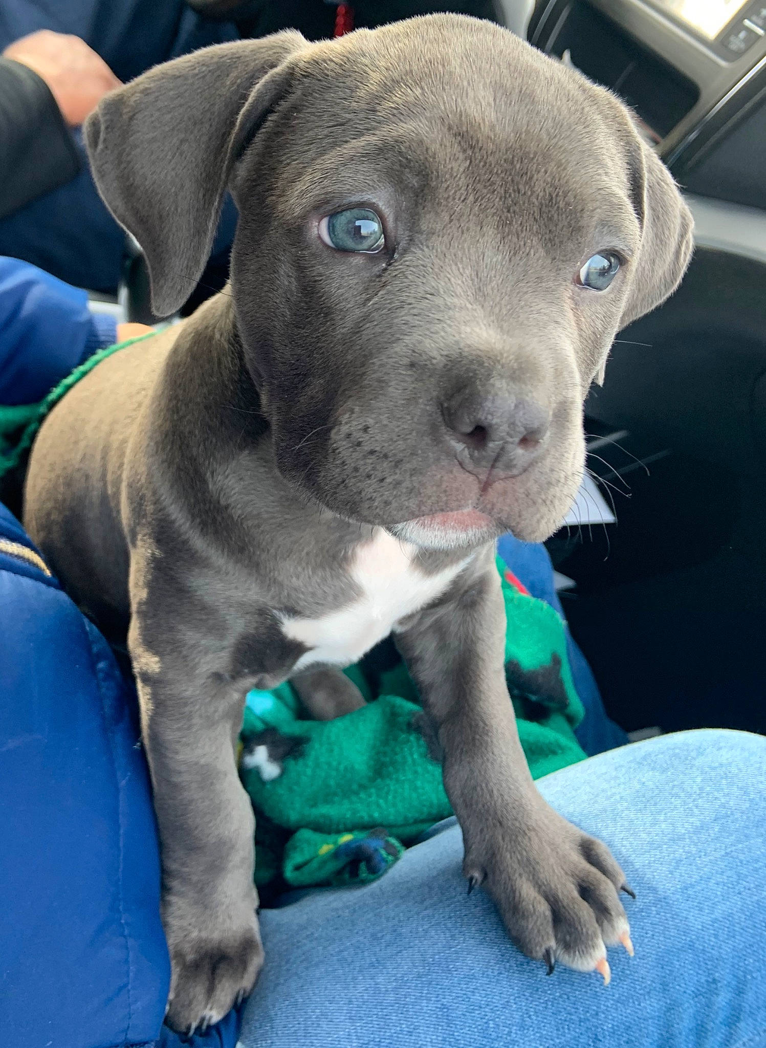 Ella is registered to the contest to win money with this photo: american_pit_bull_terrier, american_staffordshire_terrier, canidae, carnivore, companion_dog, dog, dog_breed, fawn, mammal, molosser, non_sporting_group, pit_bull, puppy, rare_breed_dog, snout, sporting_group, staffordshire_bull_terrier, vertebrate