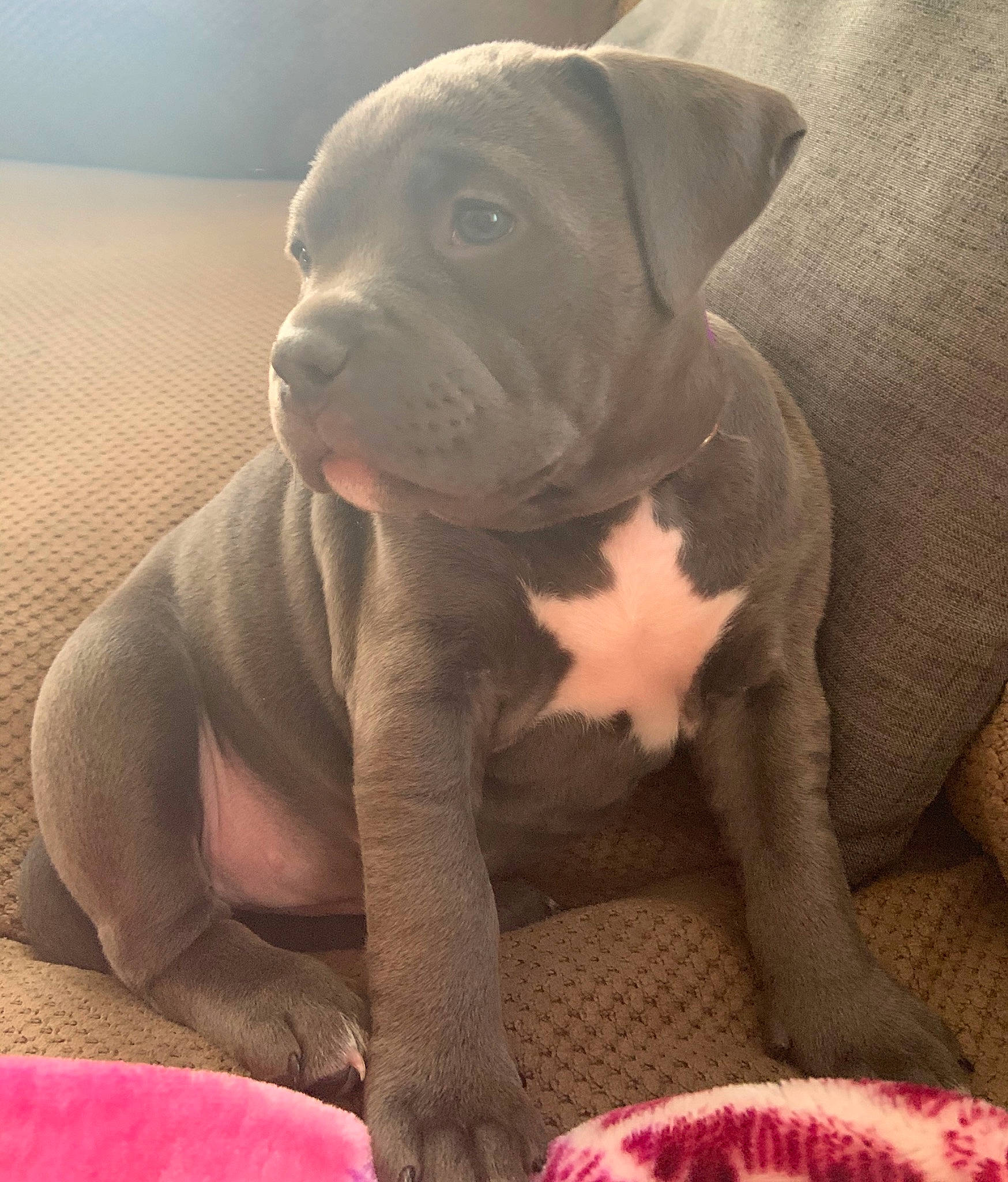 Ella joined the competition — help win amazing prizes! american_bulldog, american_pit_bull_terrier, bandog, bully_kutta, canidae, carnivore, dog, dog_breed, fawn, mammal, molosser, non_sporting_group, pit_bull, snout, vertebrate