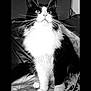 animal, black_and_white, black_fur, cat, close_up, cozy, cushion, domestic_cat, feline, fur, furniture, indoor, long_whiskers, looking_up, patterned, pet, portrait, sitting, whiskers, white_fur