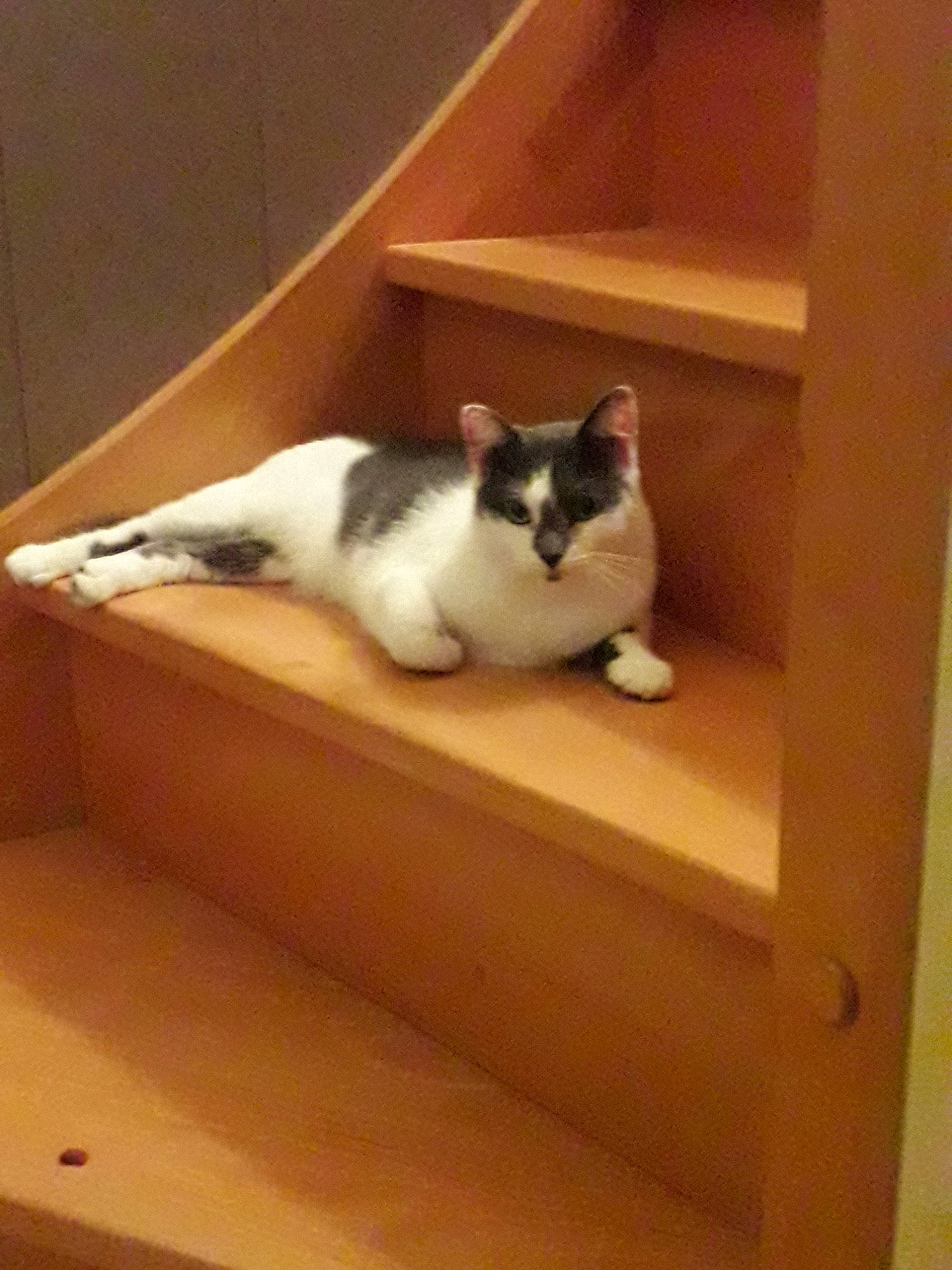 Foxie a rejoint le concours — aidez-le/la à gagner de superbes lots ! box, carnivore, cat, domestic_short_haired_cat, felidae, small_to_medium_sized_cats, snowshoe, stairs, tail, whiskers