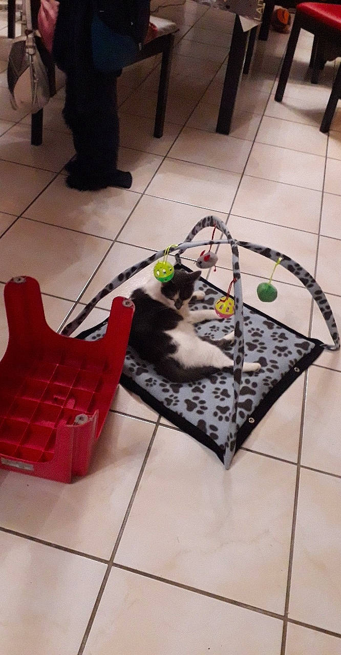 Foxie participe au concours pour gagner de l'argent avec cette photo : cat, floor, flooring, furniture, non_sporting_group, play, room, table, tile