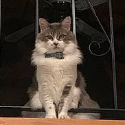 Oliver joined the competition — help win amazing prizes! cat, fluffy, collar, sitting, metal_bars, indoor, pet, animal, feline, serious, portrait, white_fur, gray_fur, whiskers, ears, eyes, quiet, still, watchful, domestic