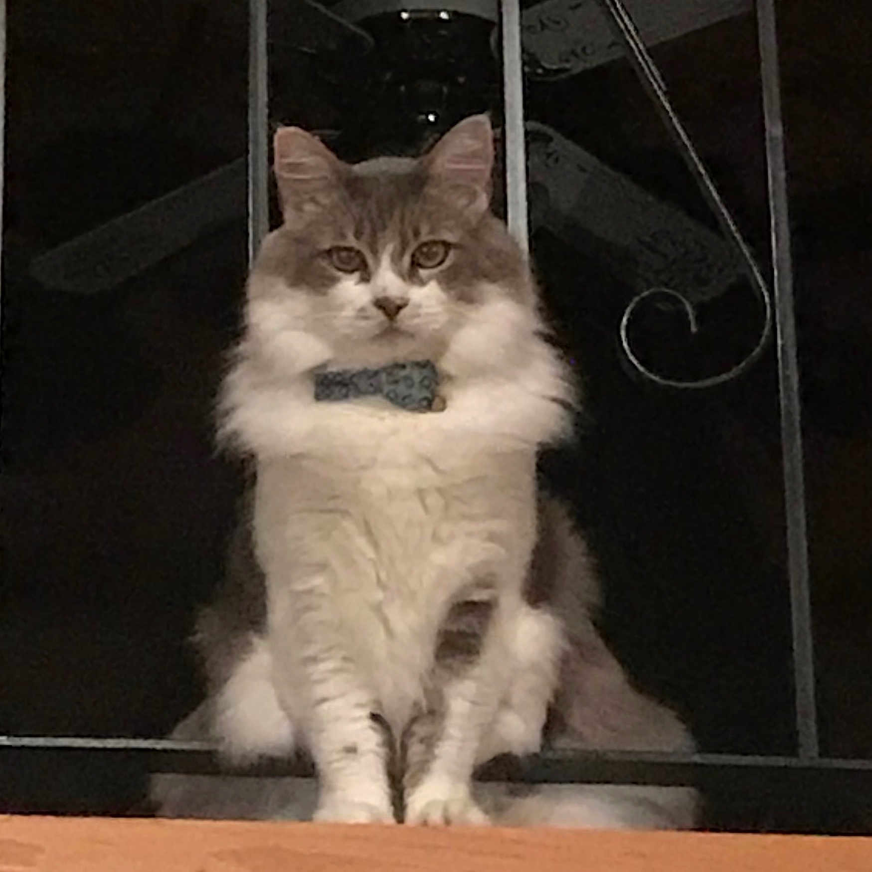 Oliver
