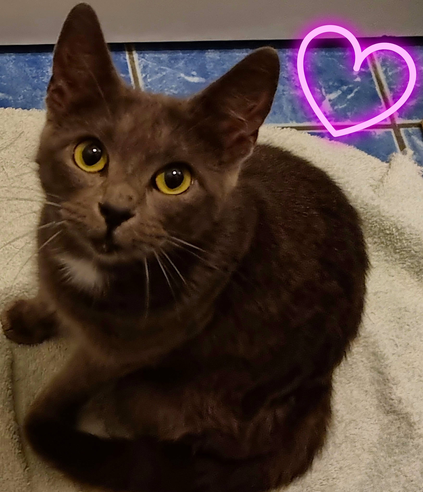 Plume a rejoint le concours — aidez-le/la à gagner de superbes lots ! carnivore, cat, domestic_short_haired_cat, felidae, font, fur, logo, magenta, photo_caption, russian_blue, small_to_medium_sized_cats, snout, tail, terrestrial_animal, whiskers