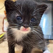 Jaguar is registered to the contest to win money with this photo: kitten, cat, black_and_white, whiskers, blue_eyes, fur, pet, cute, small, young, indoor, animal, closeup, curious, mammal, face, portrait, feline, adorable, soft
