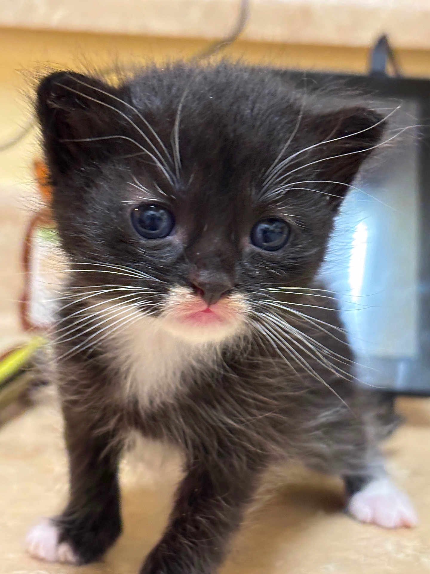 Jaguar is registered to the contest to win money with this photo: kitten, cat, black_and_white, whiskers, blue_eyes, fur, pet, cute, small, young, indoor, animal, closeup, curious, mammal, face, portrait, feline, adorable, soft