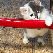 Victor Rivera is registered to the contest to win money with this photo: kitten, cat, pet, playful, curious, red_bar, floor, white_fur, gray_fur, animal, small, cute, young, indoor, paw, fur, looking, bite, standing, closeup