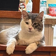 Muffin is registered to the contest to win money with this photo: cat, feline, pet, gray, white, fluffy, chair, wooden_furniture, indoor, relaxed, animal, mammal, domestic, resting, household, table, background, container, kitchen, unimpressed