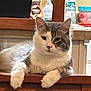 cat, feline, pet, gray, white, fluffy, chair, wooden_furniture, indoor, relaxed, animal, mammal, domestic, resting, household, table, background, container, kitchen, unimpressed