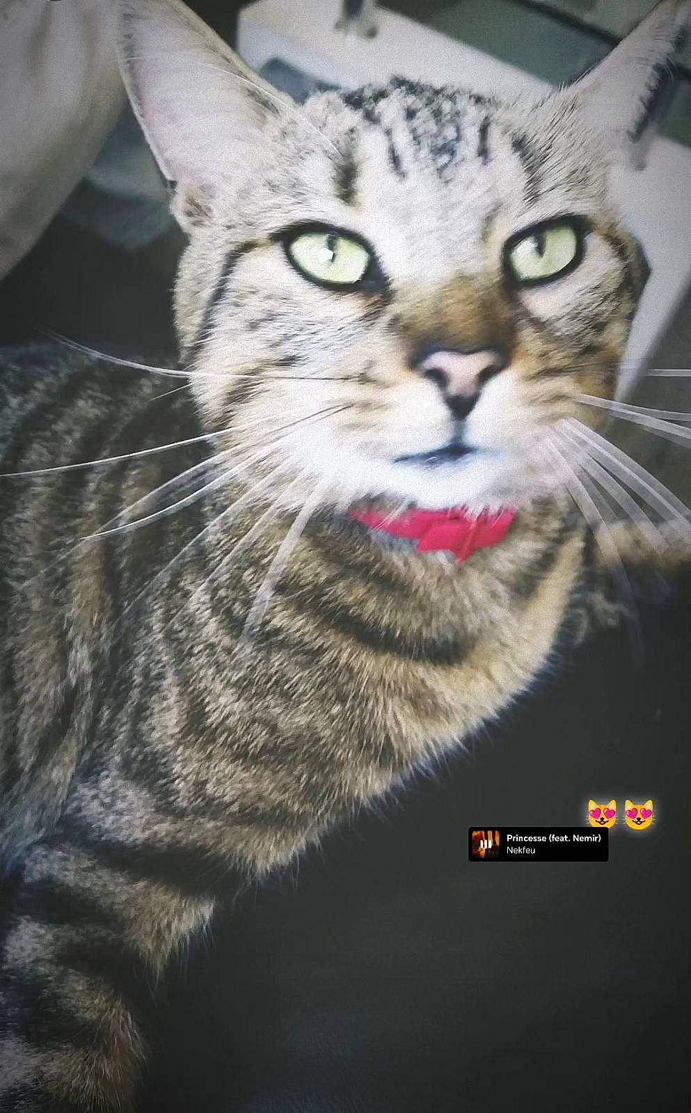 Noisette participe au concours pour gagner de l'argent avec cette photo : carnivore, cat, domestic_short_haired_cat, felidae, fur, photo_caption, small_to_medium_sized_cats, snout, terrestrial_animal, whiskers, wildlife