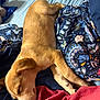 Maverick joined the competition — help win amazing prizes! puppy, dog, sleeping, bed, blanket, patterned_blanket, fur, resting, cozy, indoor, cute, pet, animal, comfort, relaxation, human, clothing, red_shirt, blue_blanket, closeup